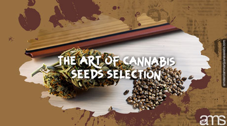 cannabis seeds selection