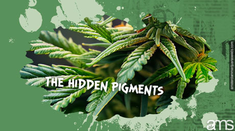 cannabis leaf green pigments