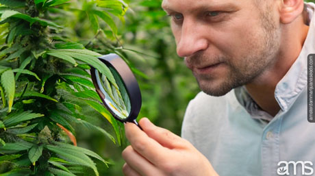 effectively manage control pests greenhouse settings magnifying glass