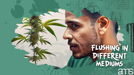 flushing cannabis plants in diffrent mediums