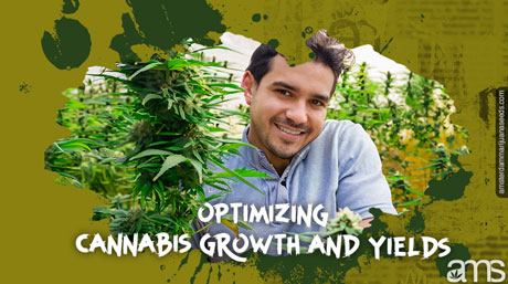 establishing cannabis cultivation plan timeline marijuana plants