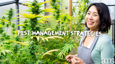 pest management strategies