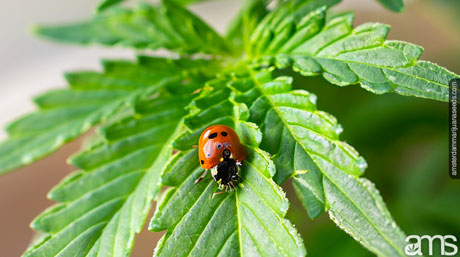 cannabis leaf effectively manage control pests greenhouse settings