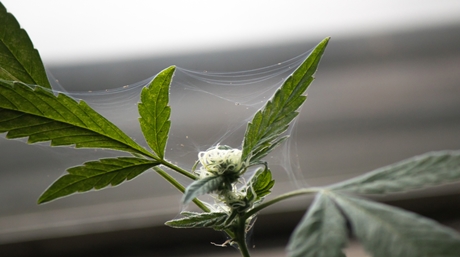 control cannabis pests