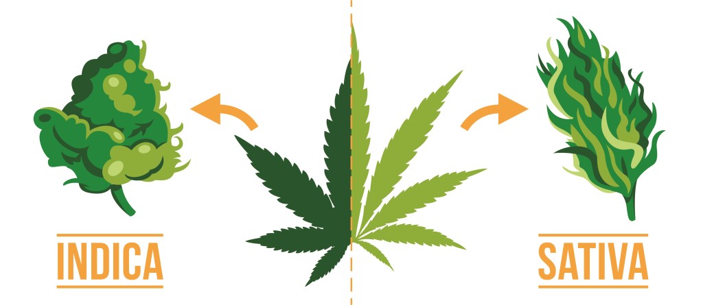 Differences between Indica vs Sativa