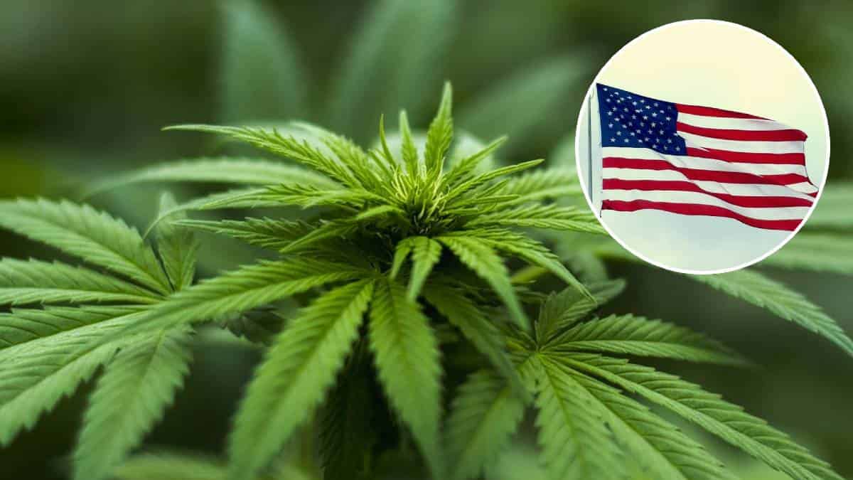 cannabis usa