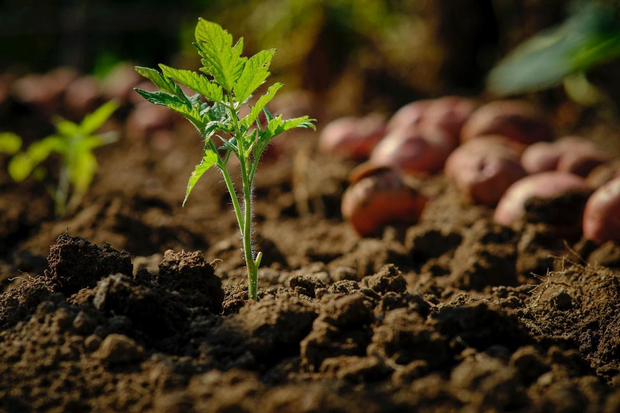 Cannabis plant early stage