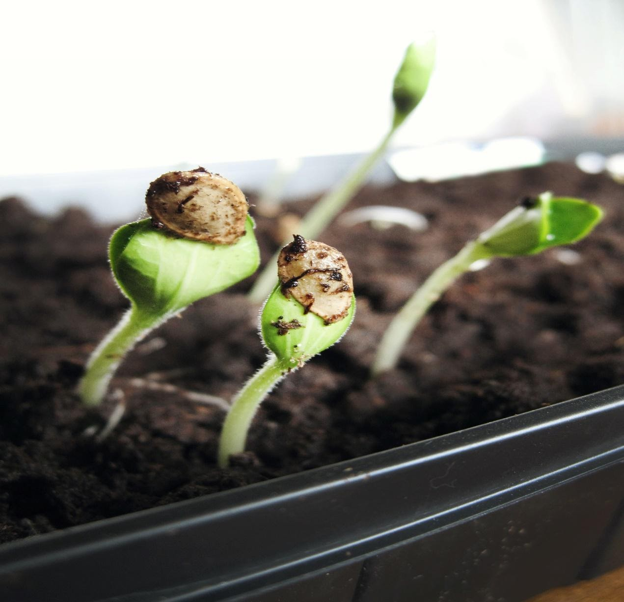 Sprouting seeds