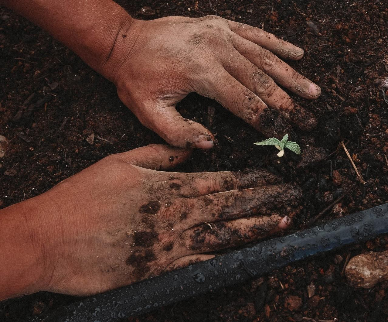 Planting seeds in soil