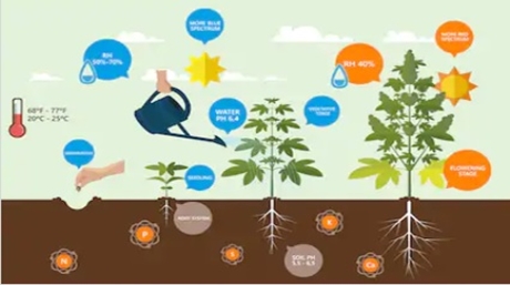 Beginners Grow Guide