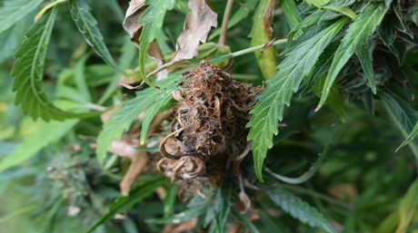 banish bud rot