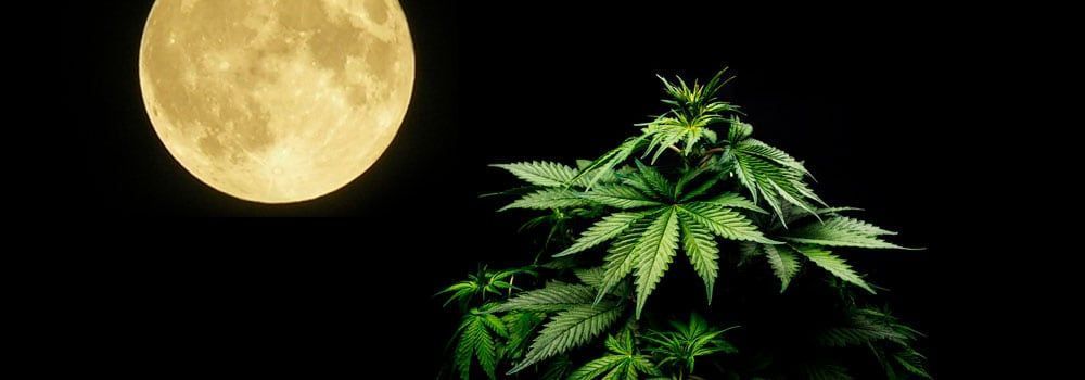 Growing Marijuana with a Lunar Calendar