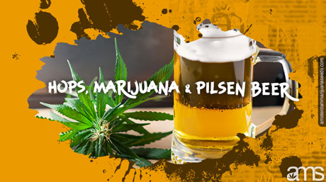 Czech pilsen beer and cannabis