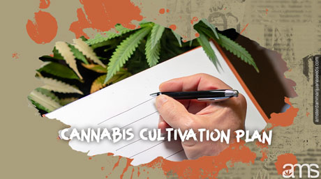 cannabis cultivation plan