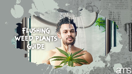 flushing weed plants