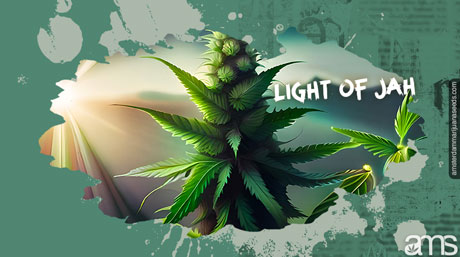 Light of Jah Jack Herer Cannabis Strain