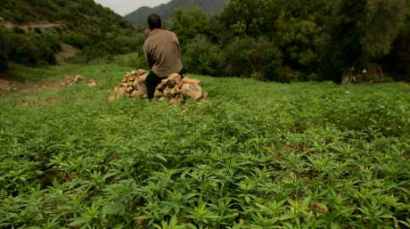 Beldia cultivation in Morocco