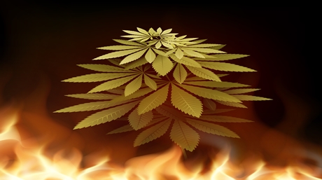 Light burn weed