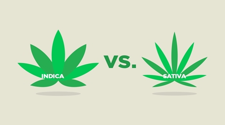 difference sativa indica