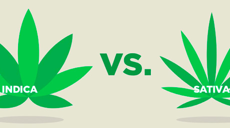 sativa vs indica