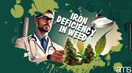 Iron Deficiency Weed