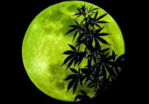 Growing Marijuana with the Lunar Calendar