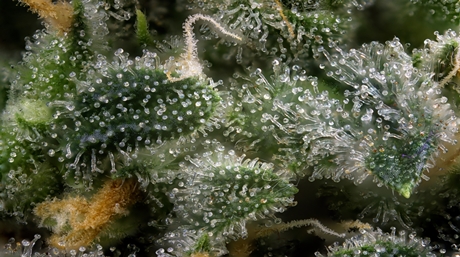 Trichomes Harvesting at the Perfect Time