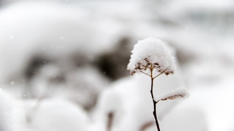 Growing marijuana in wintertime