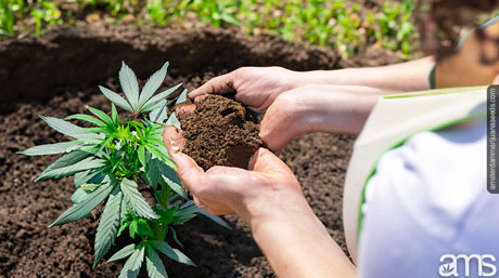 preparing soil outdoor cultivation