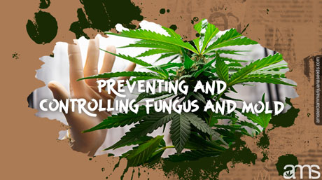 preventing fungus mold