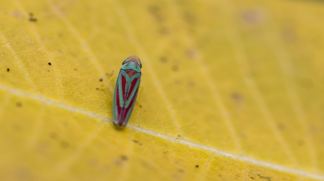 garden pests marijuana