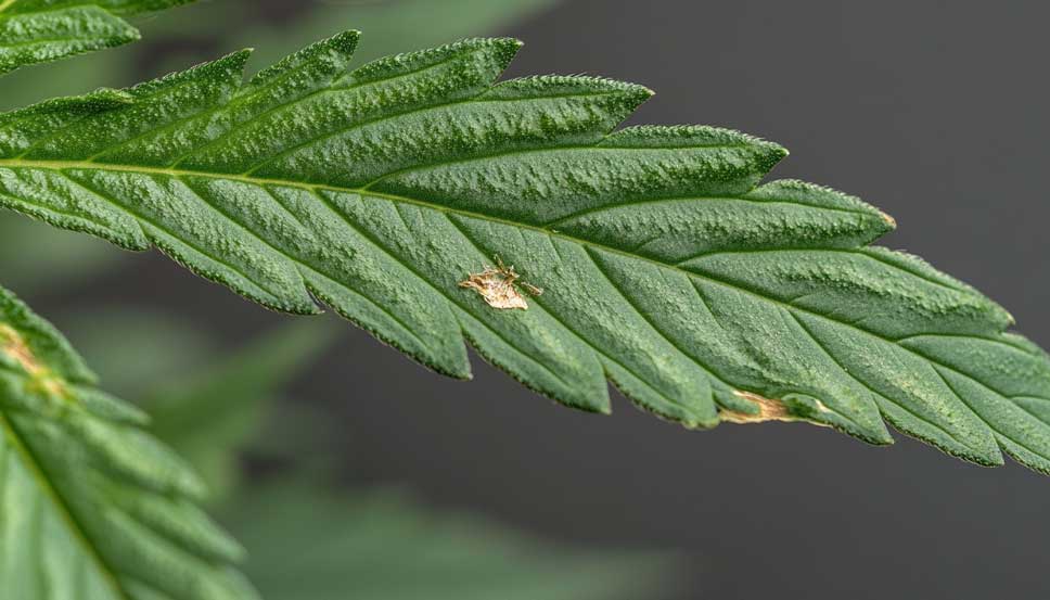 How to Identify and Control Caterpillars on Cannabis Detailed image showing caterpillars feeding on cannabis leaves. Understand how to identify caterpillars on cannabis plants.
