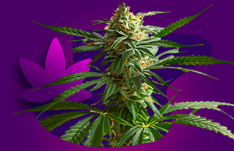 Indica Seeds