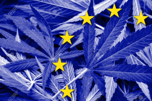 Perspectives of the Cannabis Industry Growing in Europe
