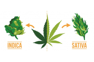 Differences between Indica vs Sativa