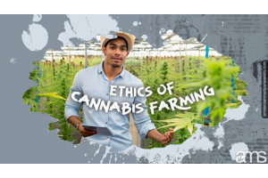 Feminized Seeds: Ethics in Cannabis Farming