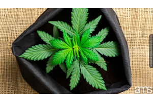 cannabis plant in a grow bag