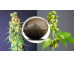 Marijuana Seed Varieties for Cultivation