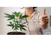 effortless cultivation autoflower weed seeds