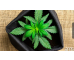 cannabis plant in a grow bag