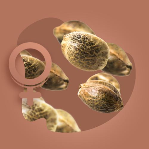 Feminized Cannabis Seeds