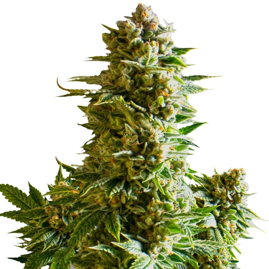 Gelato XTRM ® Feminized Seeds