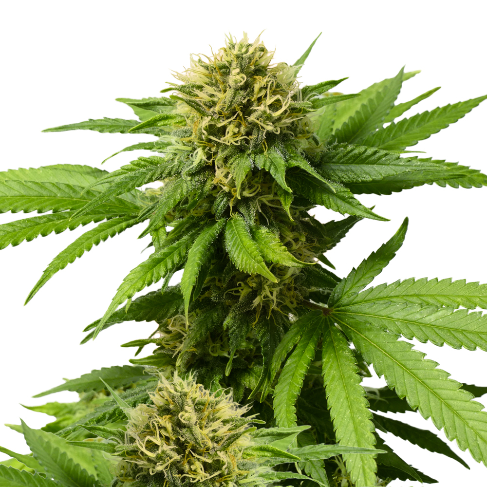 Mangolicious ® Feminized Seeds