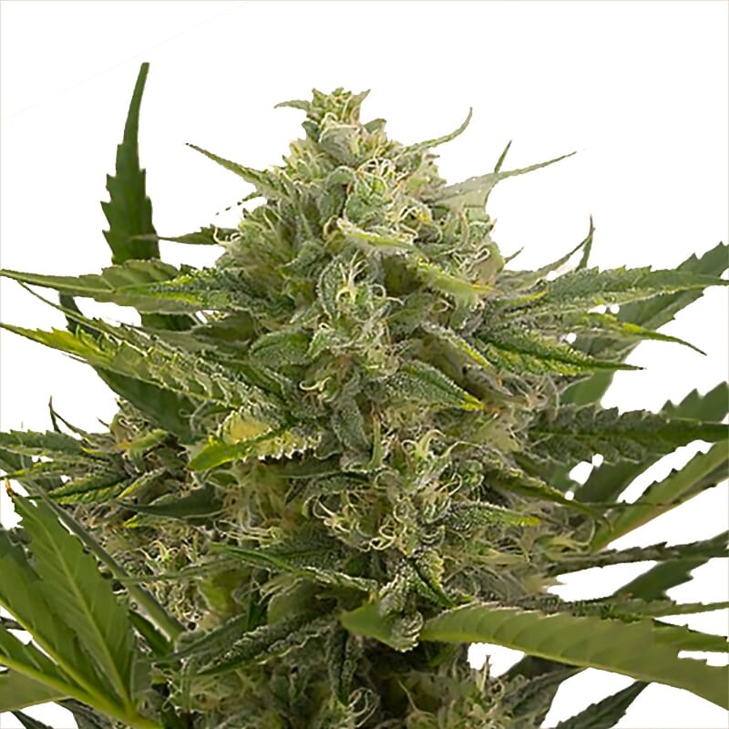 Master Kush Regular Seeds