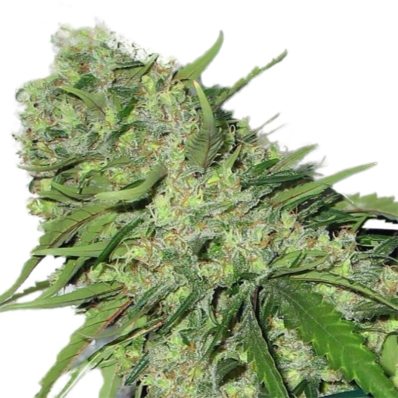 CBDoc ® Feminized Seeds