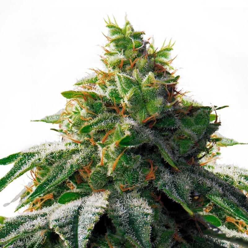 OG Mass Feminized Seeds