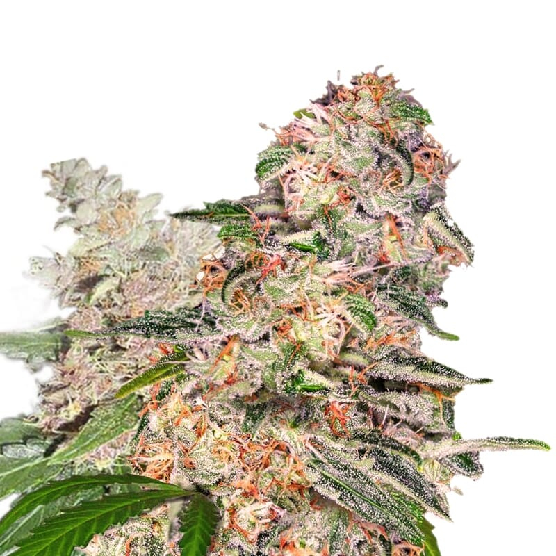 Blue Dream XTRM ® Feminized Seeds