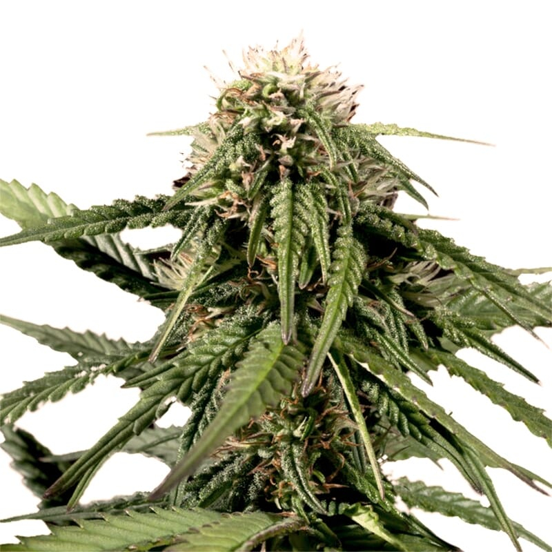 Haze Regular Seeds