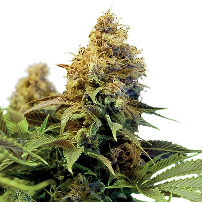 Northern Lights XTRM ® Regular Seeds