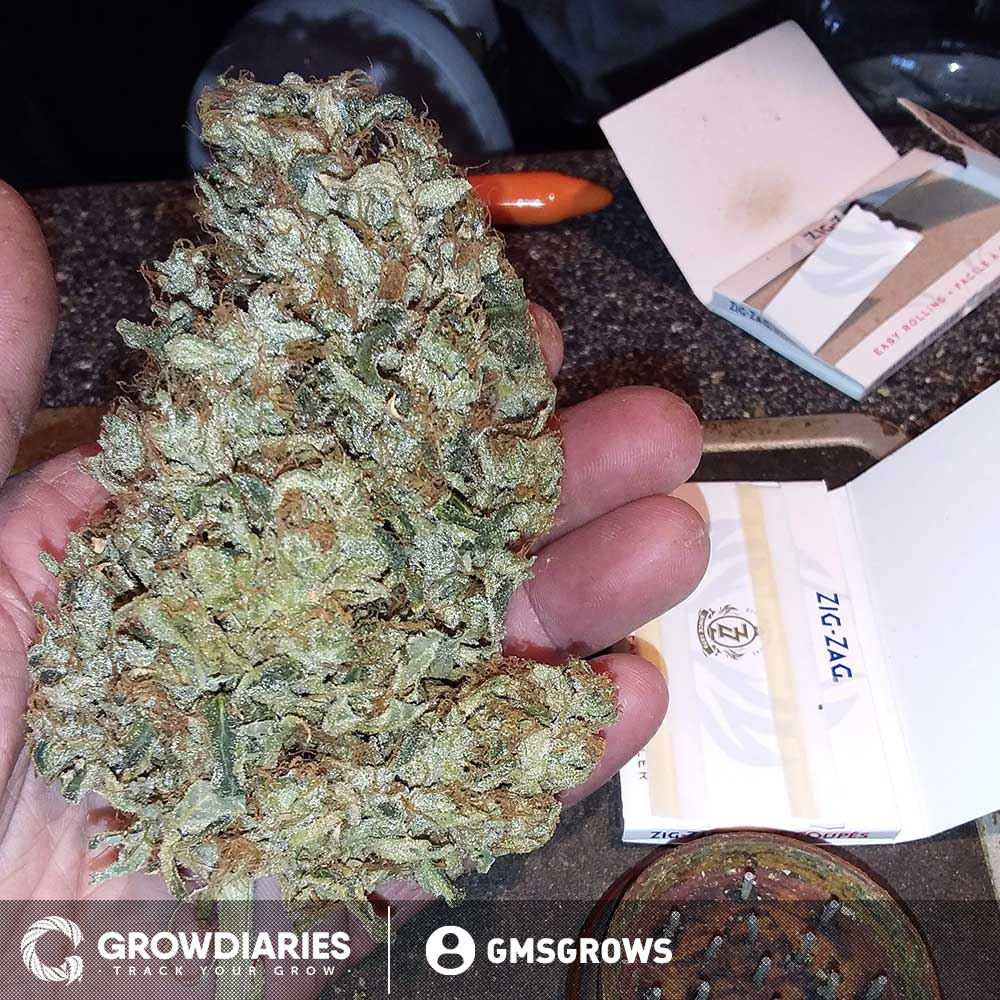 OG Kush extreme bud